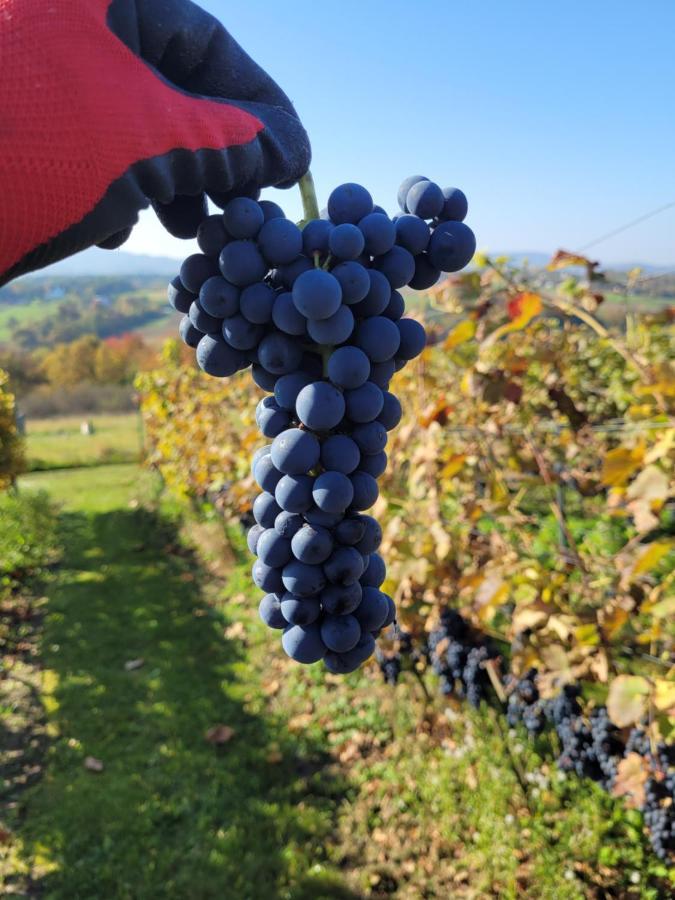 Fantastic View Vineyard Beskid Mountains Gruszow  Exterior foto